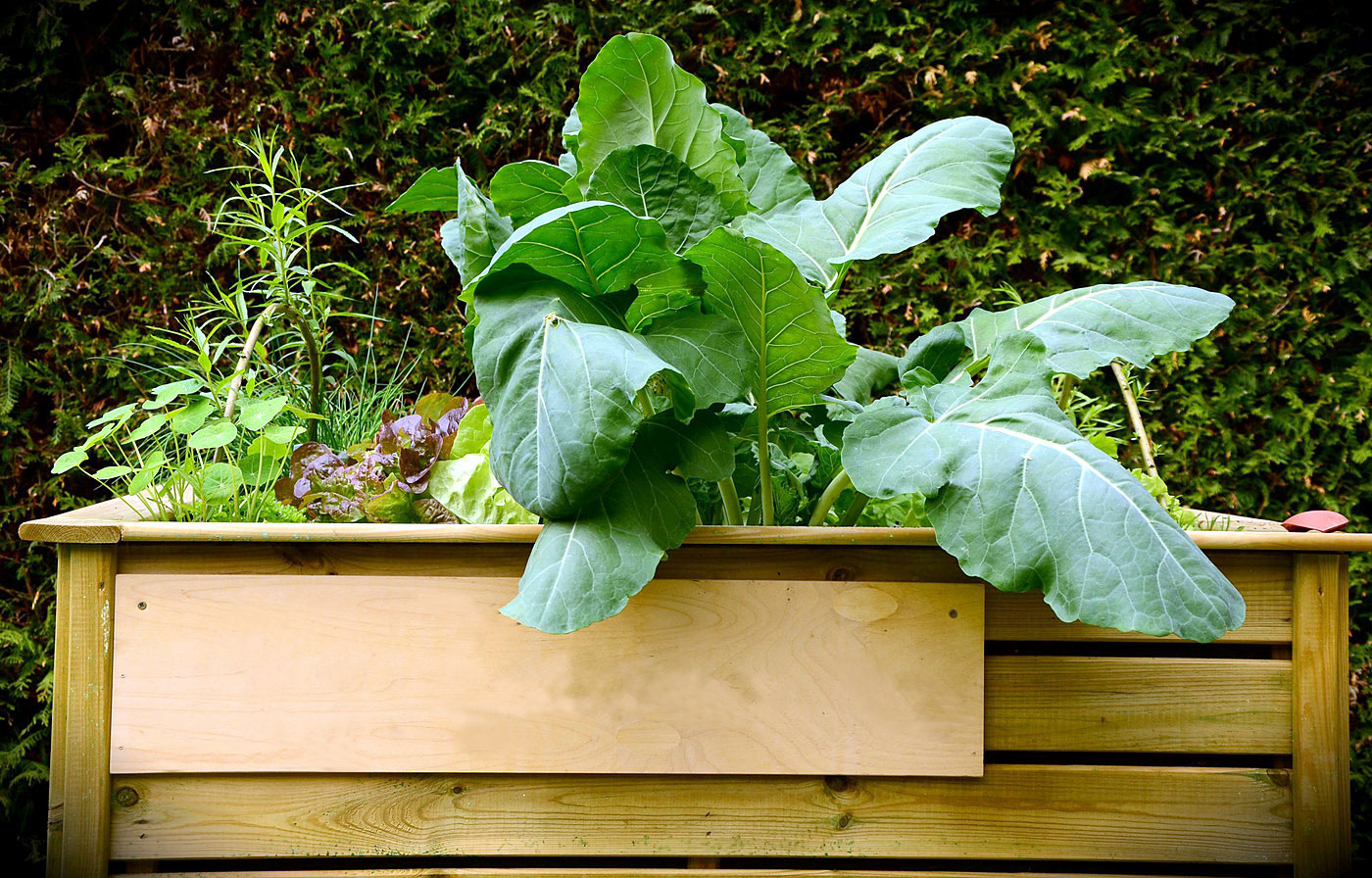 Raised Garden Bed