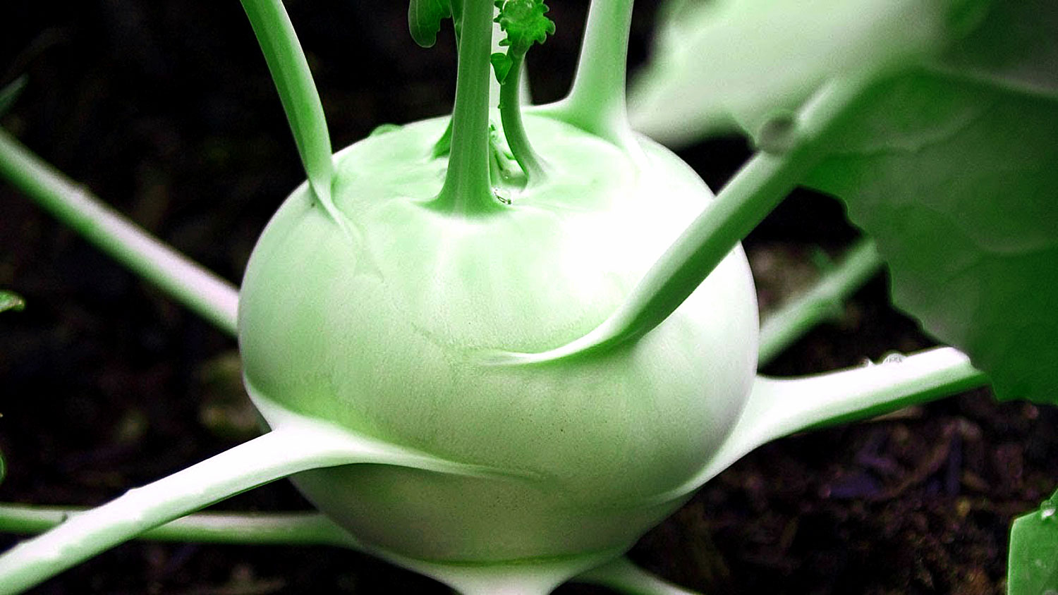 How to Grow Kohlrabi at home | Growing Kohlrabi