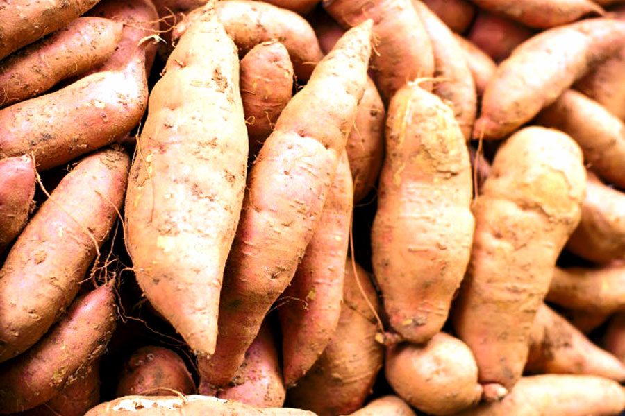 How to Grow sweet potatoes | Growing sweet potatoes