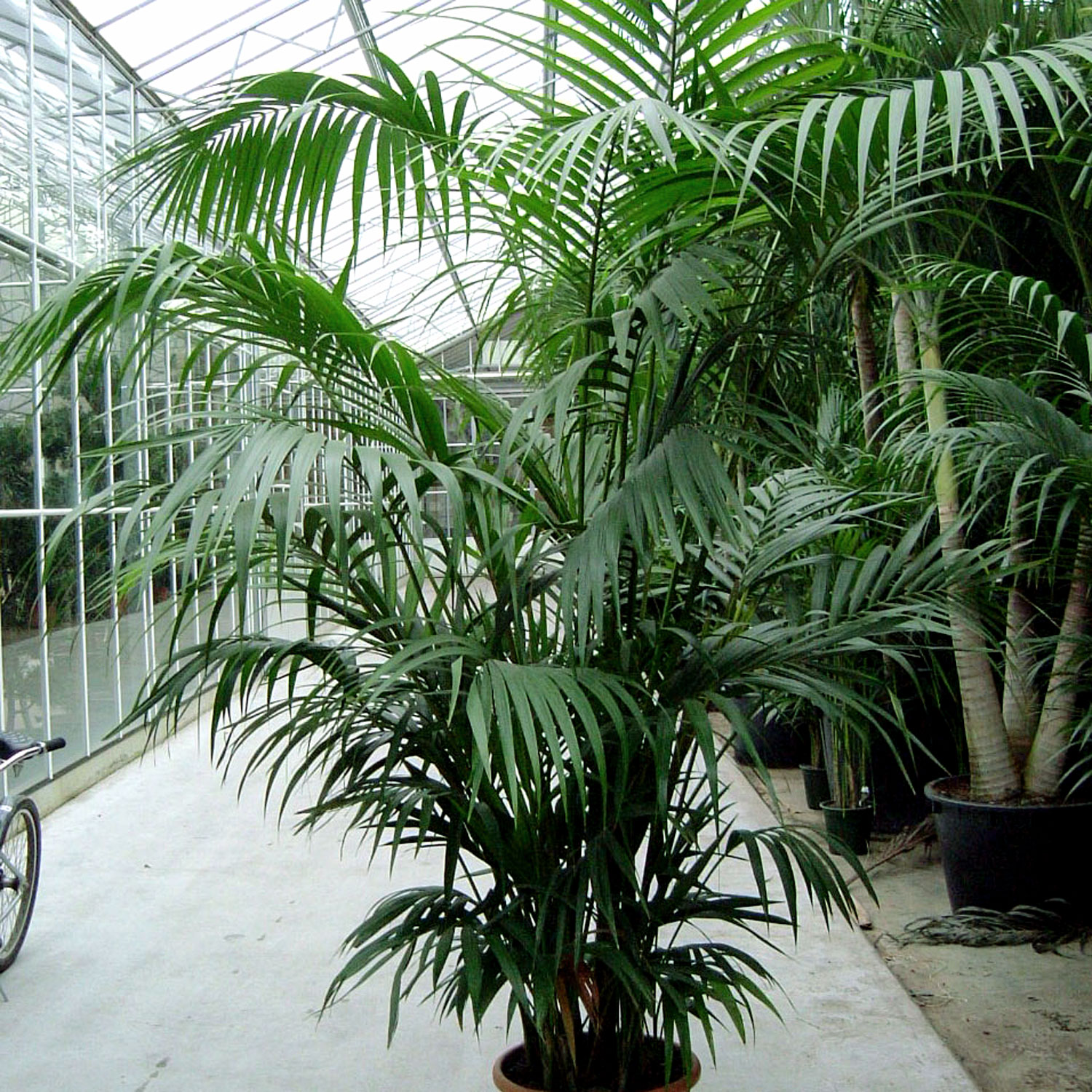 How To Grow Indoor Palm Tree Potting Growing And Caring Palm Tree