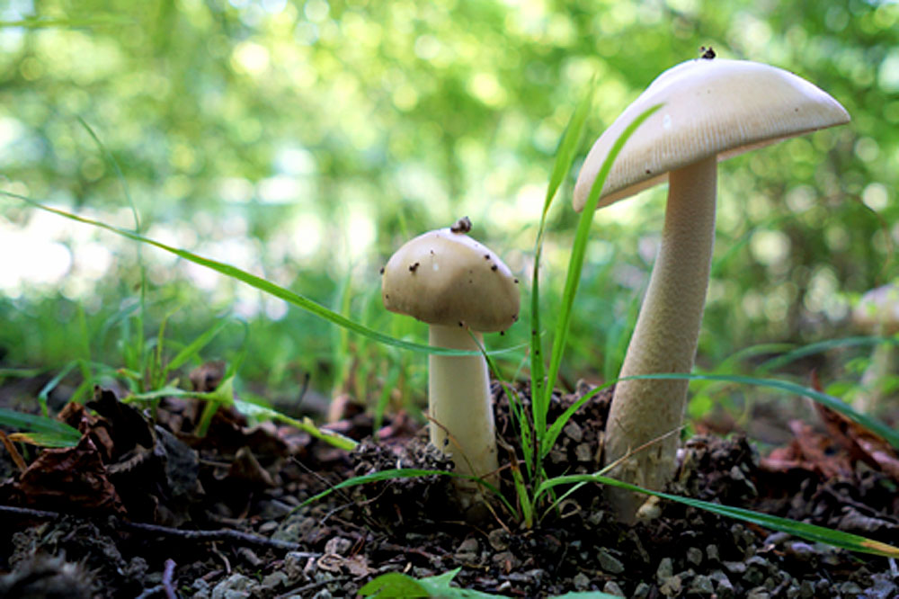 How to Grow Mushroom at home | Mushroom Farming
