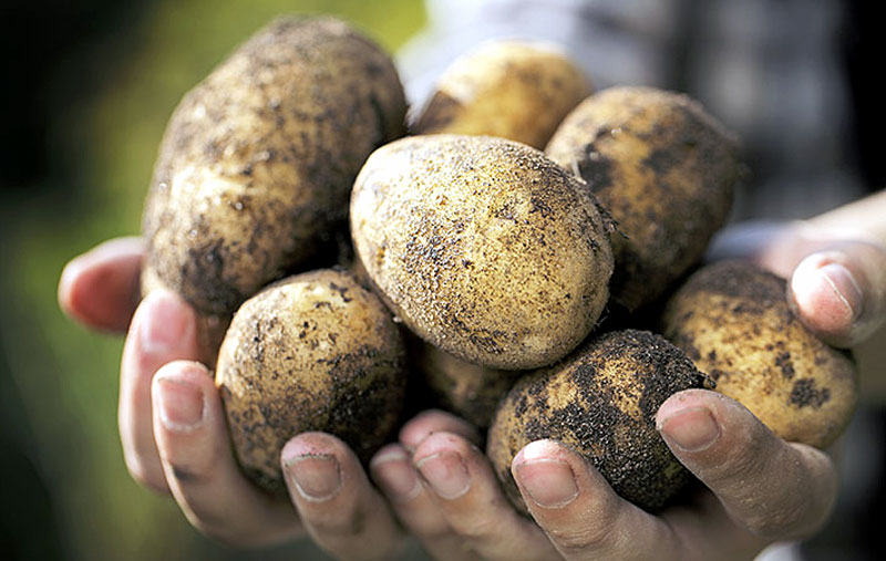 How to Grow Potatoes in a container | Growing Potatoes | Potato plant