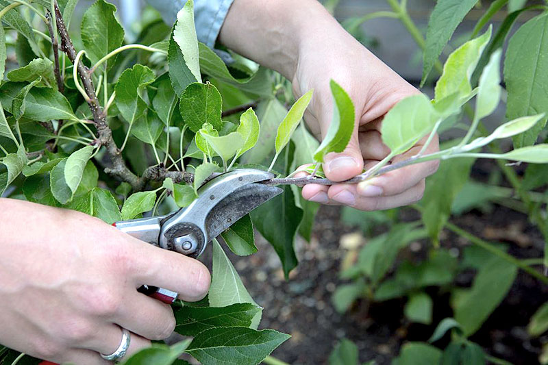 Pruning | How to Prune plants | trimming tree and houseplants