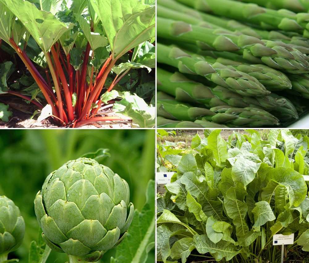 8 Perennials Vegetable you can plant once and savor forever | Perennials Vegetables
