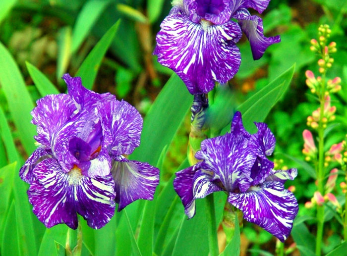 How to grow Iris flowers | Bearded Iris | Growing Irises
