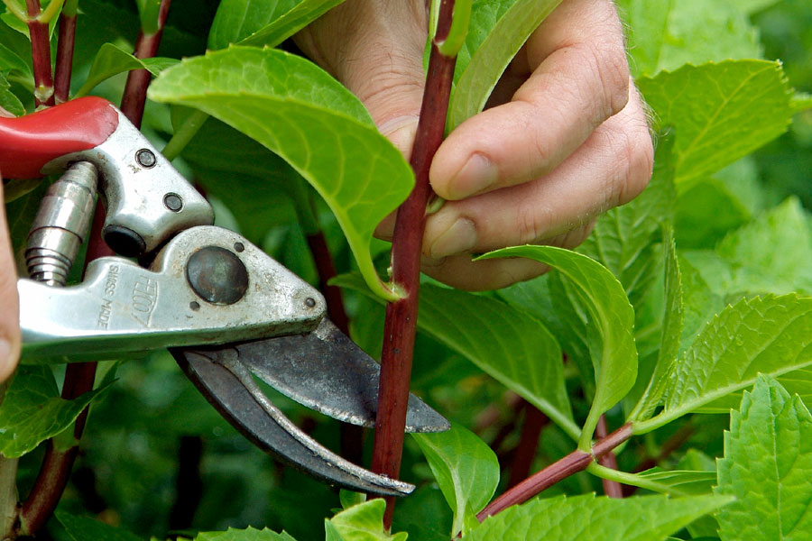 How to Propagate plants | Softwood Cutting | Plant propagation