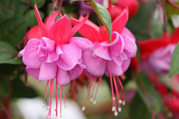 Growing Fuchsia plant | How to grow fuchsia in a pot | Fuchsia Care