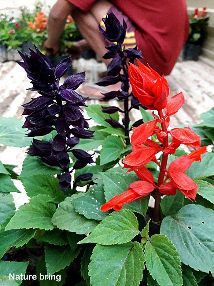 How to grow Salvias | Growing  Sage |  Salvias Care and propagation