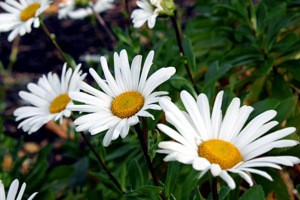 Montauk Daisies growing and care | How to grow Montauk Daisies