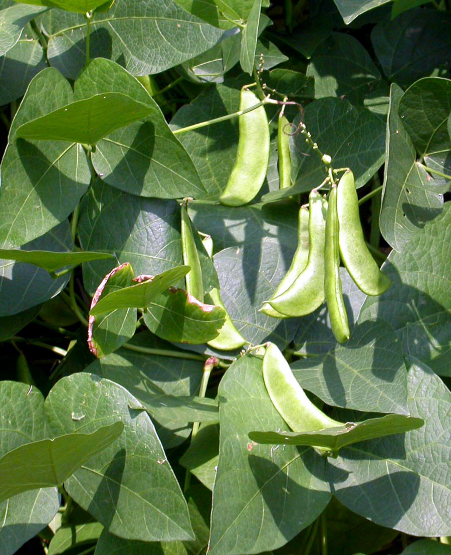 Growing and care of Lima Beans | How to grow Lima Beans | Butter Beans
