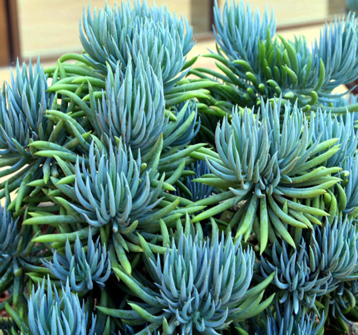How to grow and care about great Blue Chalk Stick | Senecio plants