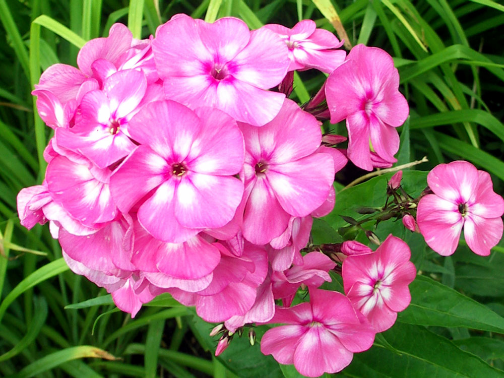 How to grow Garden Phlox | Phlox care | Propagation garden phlox