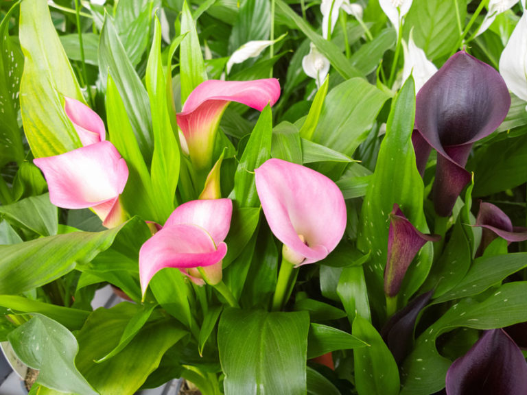 Flower bulbs | Growing summer flower Bulbs | Planting corms, rhizomes ...