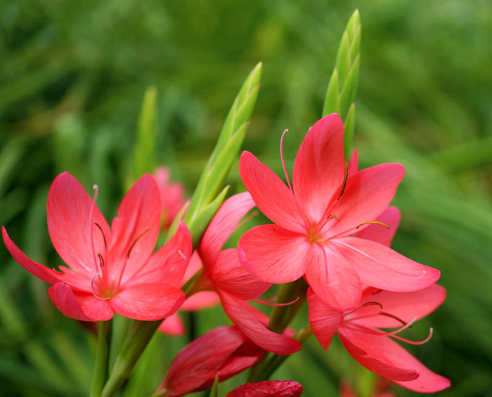 Kaffir lily growing and caring guide | Hesperantha coccinea
