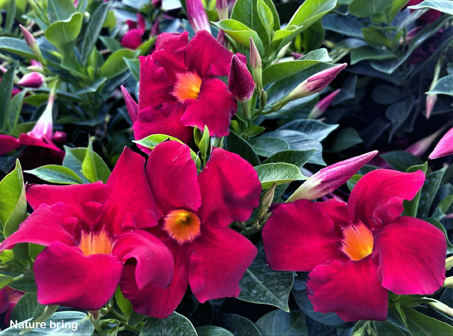 How to grow Mandevilla in a container | Growing Mandevilla plant | Dipladenia