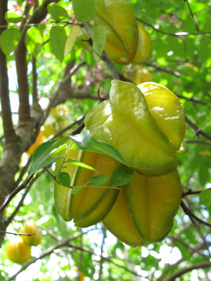 Growing Star fruit | How to grow star fruit tree from seed | carambola fruit