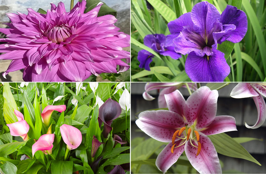 Flower bulbs | Growing summer flower Bulbs | Planting corms, rhizomes ...