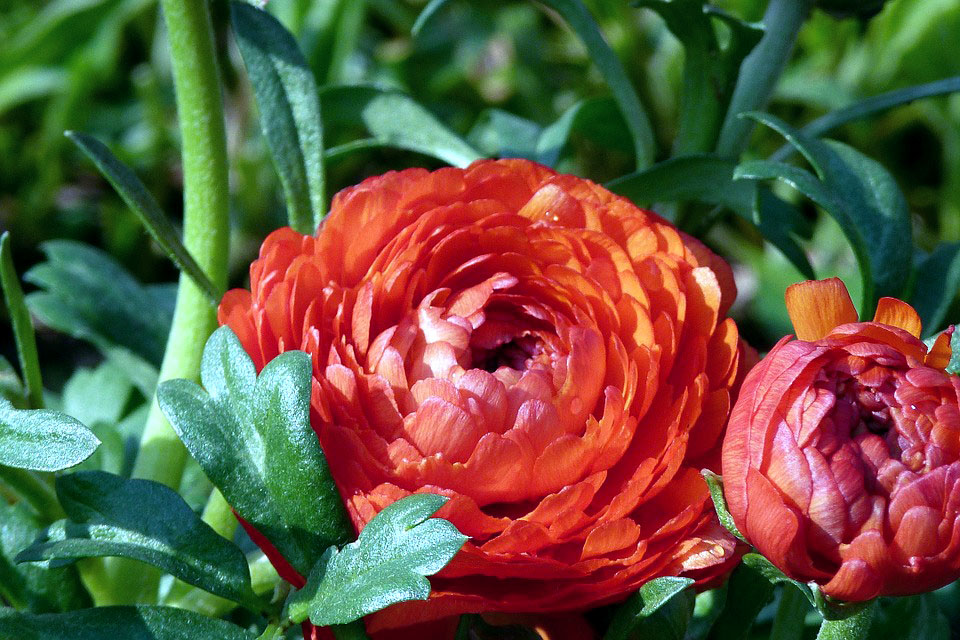 How to grow and care Ranunculus flower | Growing Buttercup plants