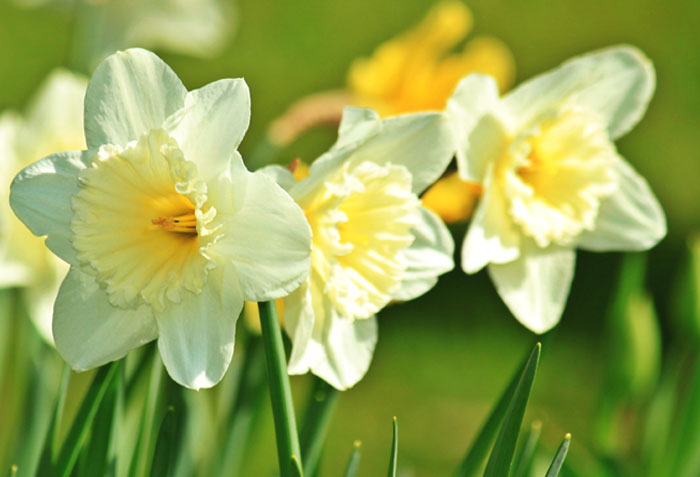 How to grow Daffodil | Daffodil Bulbs | Growing daffodils indoors