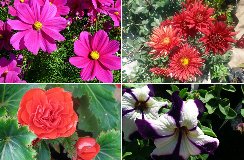 10 Splendid plants for Flower Bed Gardening | ground cover