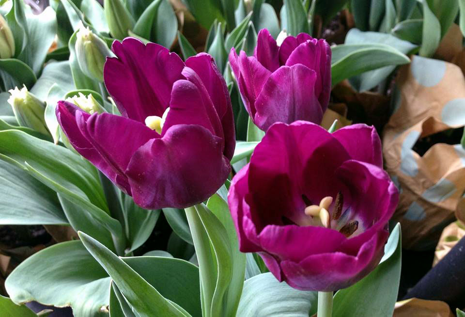 How to grow Tulips | Tulip Bulbs | Growing tulips in pots | Tulip Care