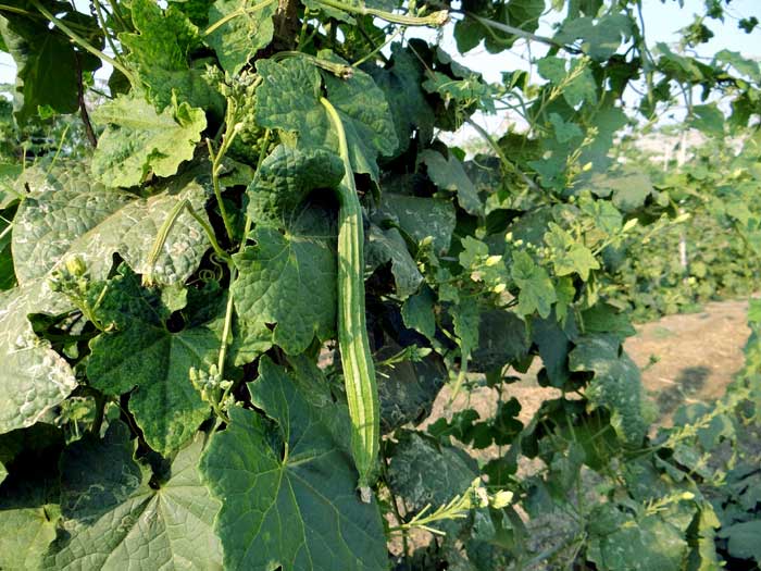 How to grow Ridge Gourd at home | Growing Ridge Gourd |  Turai