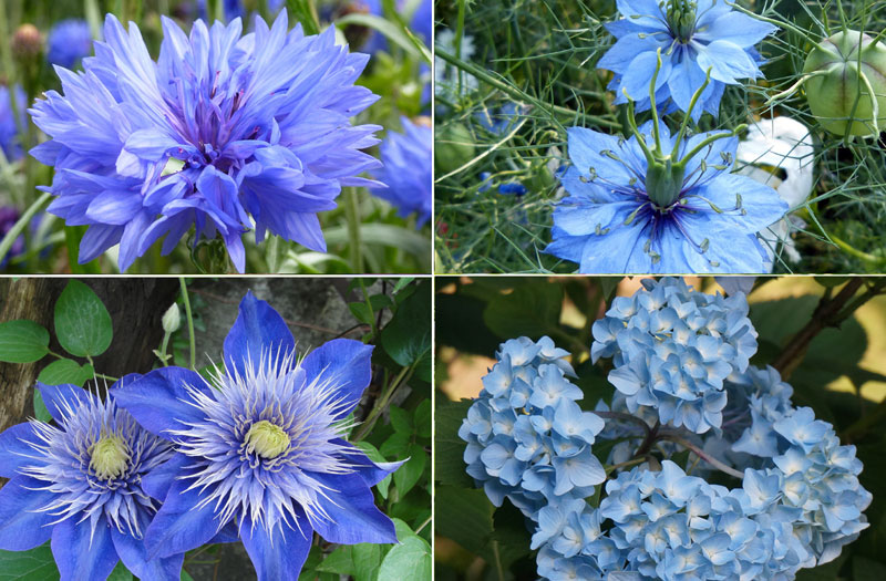 Best Blue flowers | How to grow Blue flowers | Growing Blue flowers