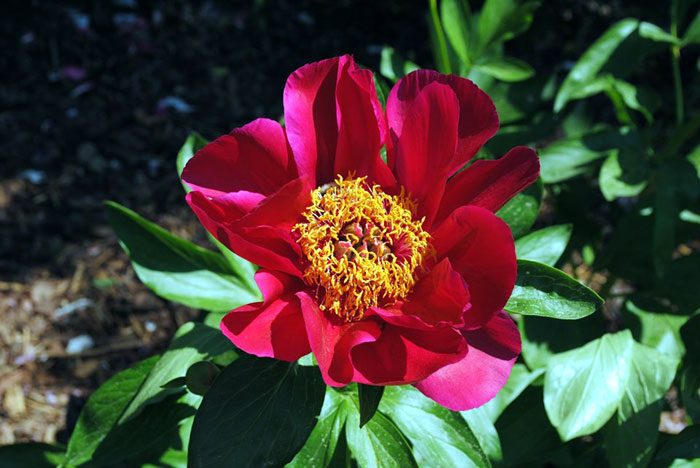 How to grow peonies flower in containers | Growing peony flower