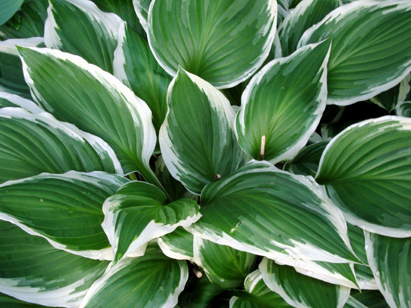 How to grow Hostas | Growing Hosta plant indoor | Hostas care