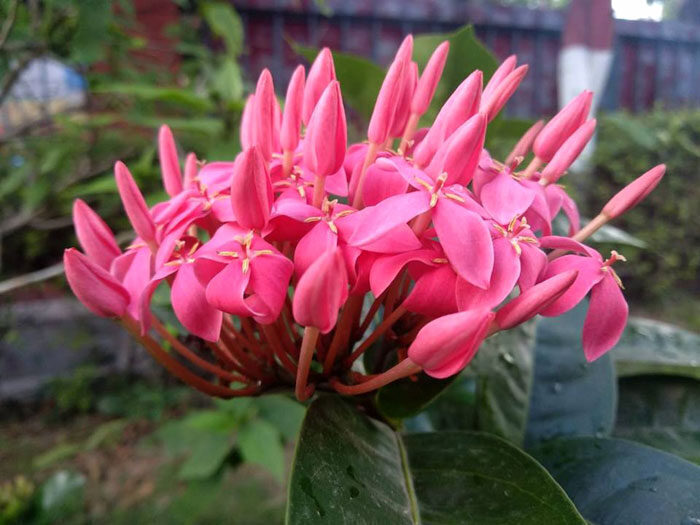 Growing and caring Ixora houseplants | How to grow Ixora plant | Ixora coccinea