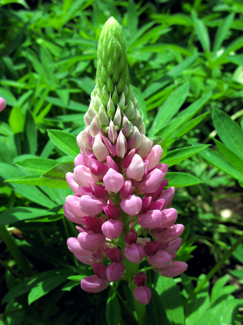 how to grow lupin | growing lupine flowers | lupin plant care