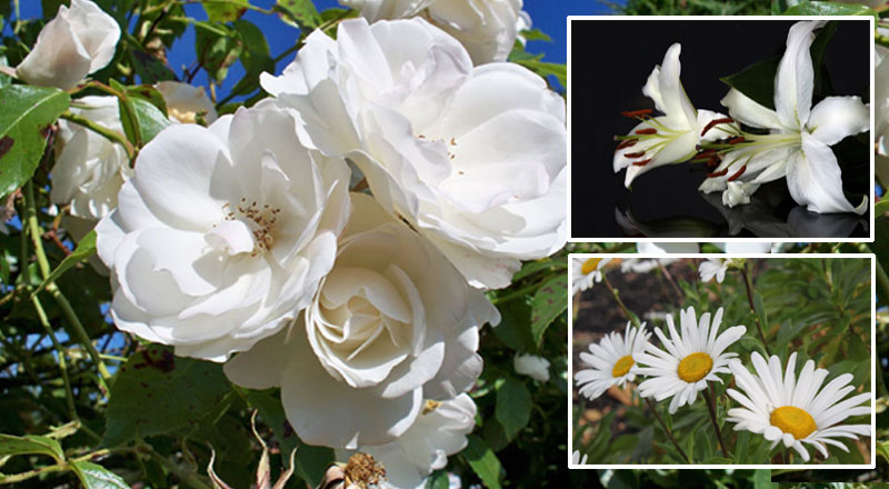 White flowers | create a peaceful landscape with white flowers