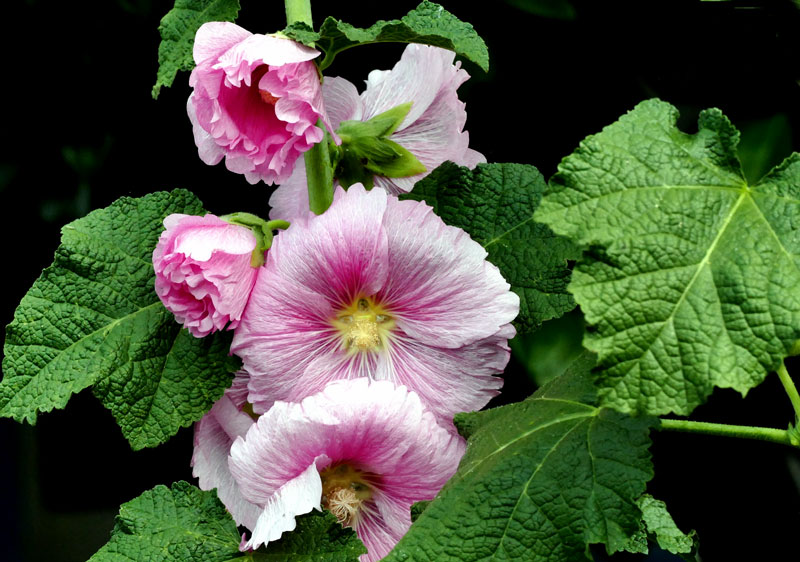 How to grow Hollyhock | Growing and caring Hollyhocks