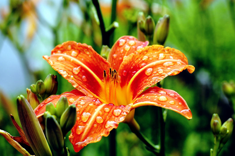 Daylily