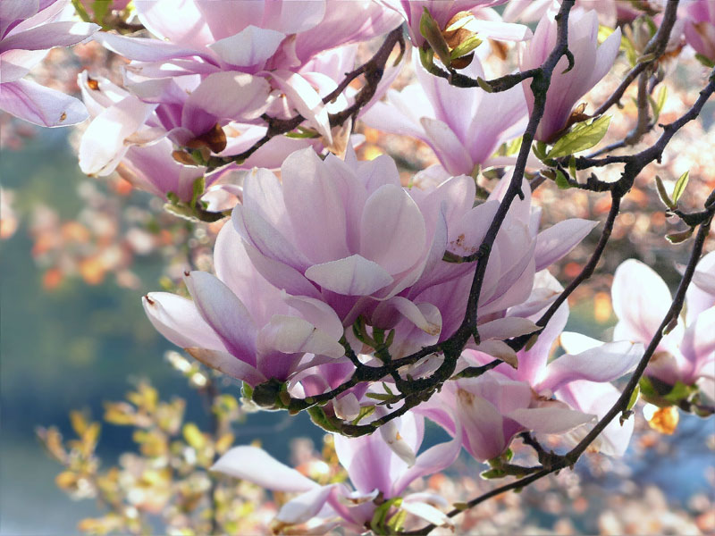 How to grow Magnolia flowers | Growing  Beautiful, aromatic Magnolia