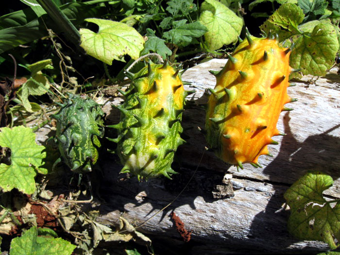 How to grow Grow Kiwano Horned melon in containers | Growing Kiwano melon