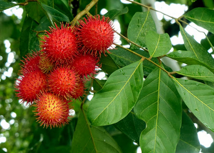 Growing Rambutan | Howto grow Rambutan | Health benefits