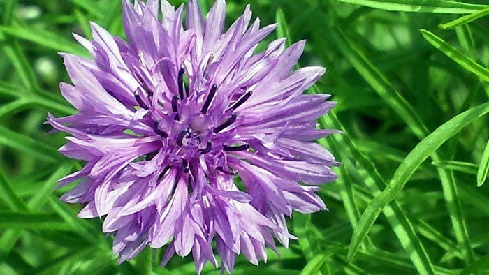 Growing Cornflower | Bachelor button | Cornflower care