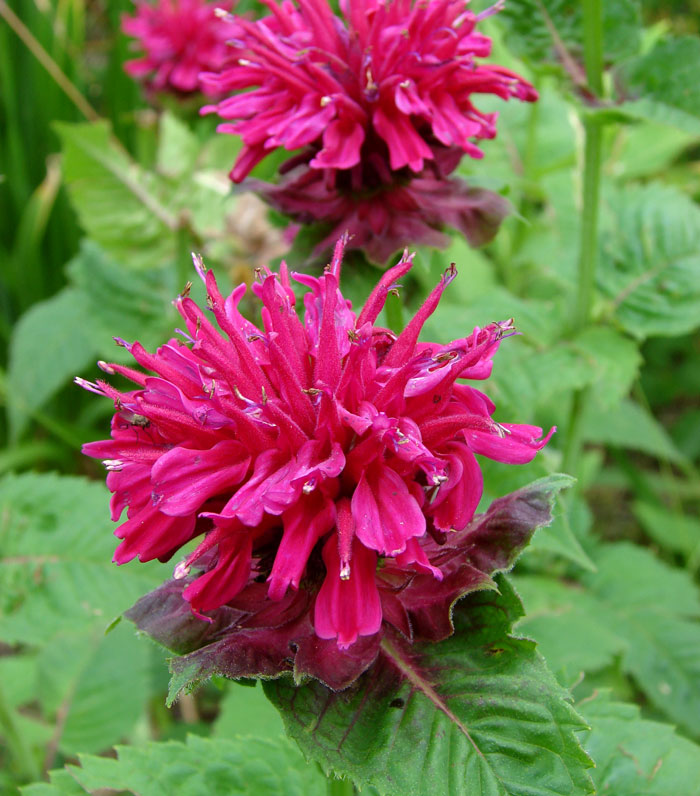 How to grow Bergamot | Growing Bee Balm | Bergamot in a pot