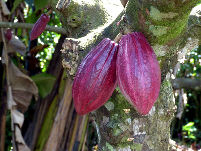 Growing Cocoa tree | Cocoa plant | Health Benefits of Cocoa | Cocoa care