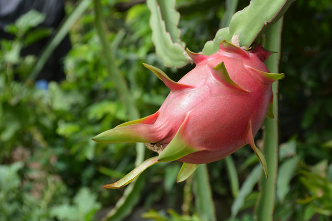 How to grow Dragon fruit | Growing Dragon fruit in a containers | Pitaya fruit