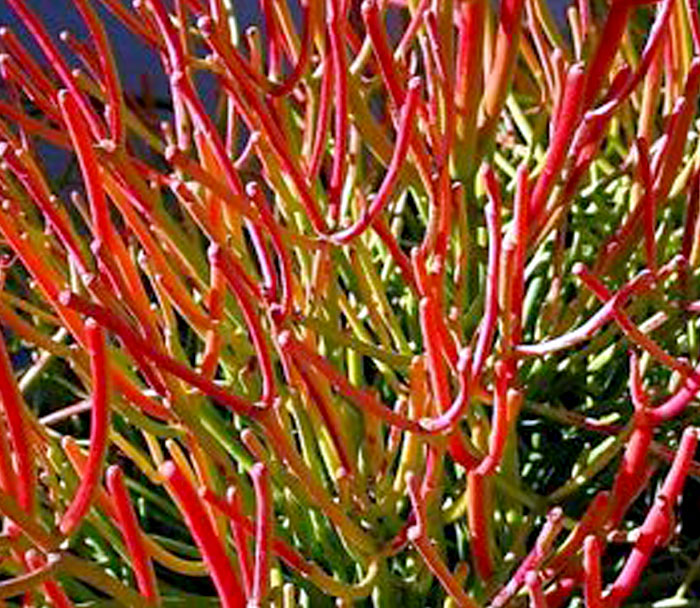 Pencil Cactus