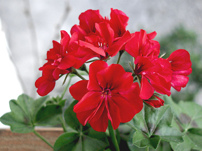 How to grow Geranium in containers | Growing Geranium | pelargonium