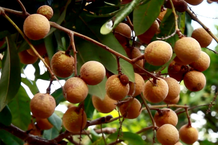 Longan tree | How to grow Longan fruit tree | Growing Longan tree in a container