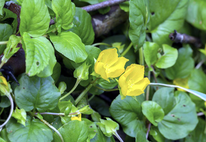 Growing Golden Creeping Jenny | How to grow creeping jenny in a pot