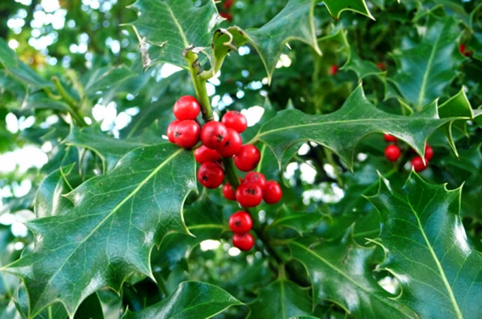 How to grow Holly tree in a container | Growing information Holly plant