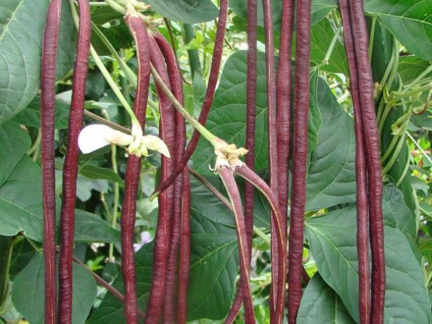 How to grow Long beans |Asparagus beans | yardlong beans | Growing Long beans