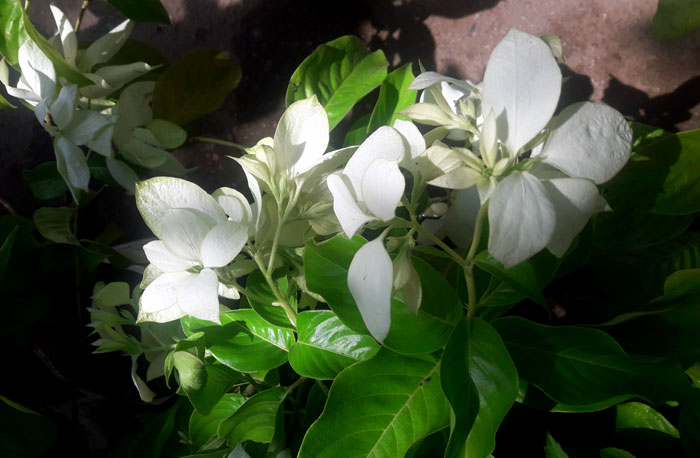 How to grow Mussaenda Bush | Growing Mussaenda