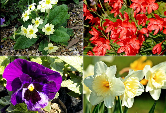 11 Best Winter flower for your garden | Winter garden