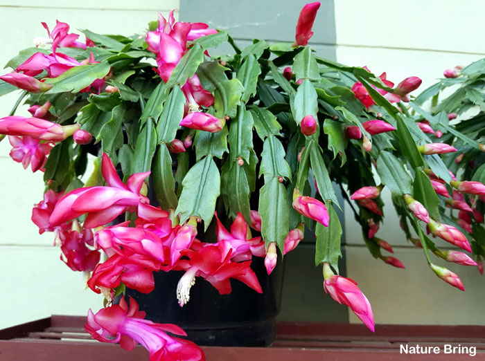 How to grow Christmas cactus | Thanksgiving Cactus | Holiday cactus